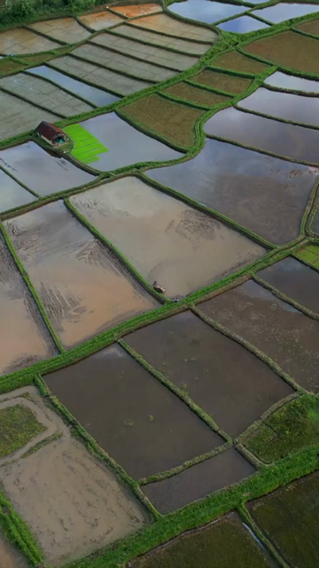 Vertical Aerial View of Paddy Fields in Meghalaya, India