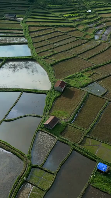Vertical Aerial View of Paddy Fields in Meghalaya, India