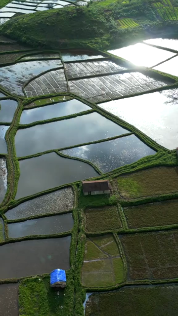 Vertical Aerial View of Paddy Fields in Meghalaya, India