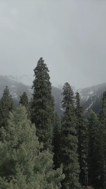 Vertical Aerial View of Pine Forest Valley in Pahalgam Kashmir India