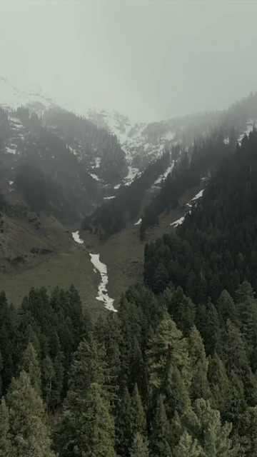 Vertical Aerial View of Pine Forest Valley in Pahalgam Kashmir India