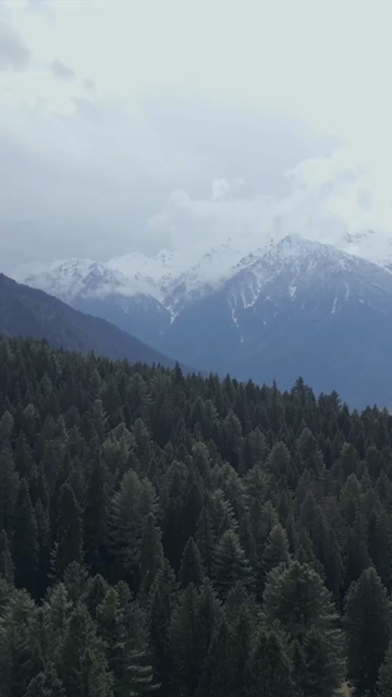 Vertical Aerial View of Pine Forest Valley in Pahalgam Kashmir India