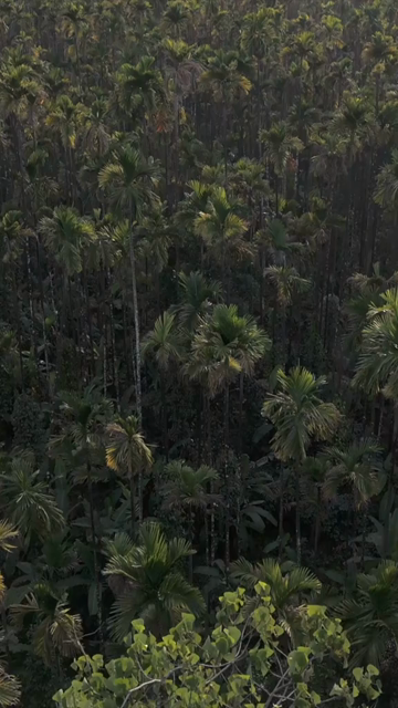 Vertical Aerial View of River and Forested Hills Near Pune Maharashtra