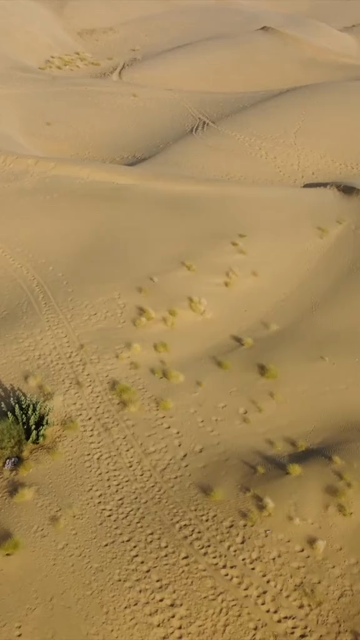 Vertical Aerial View of Sam Sand Dunes and Desert Landscape in Jaisalmer