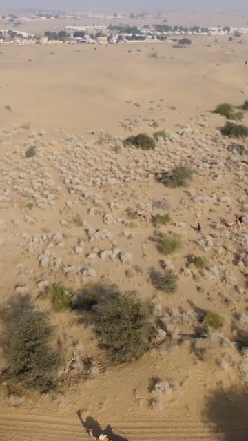 Vertical Aerial View of Sam Sand Dunes and Desert Landscape in Jaisalmer