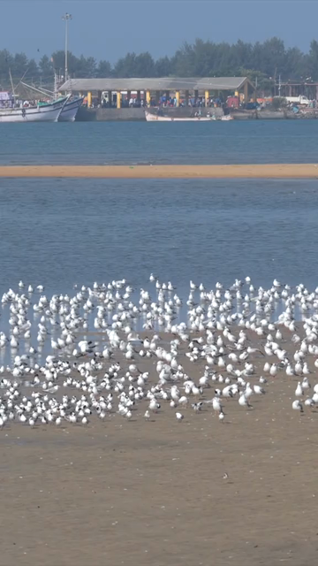Vertical Aerial View of Seagulls at Kundapura Coast Karnataka India