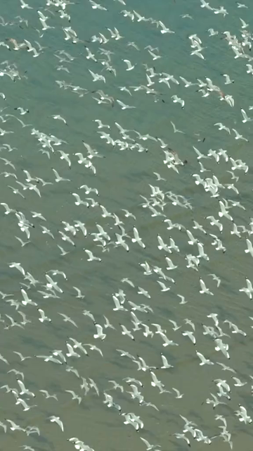 Vertical Aerial View of Seagulls at Kundapura Coast Karnataka India