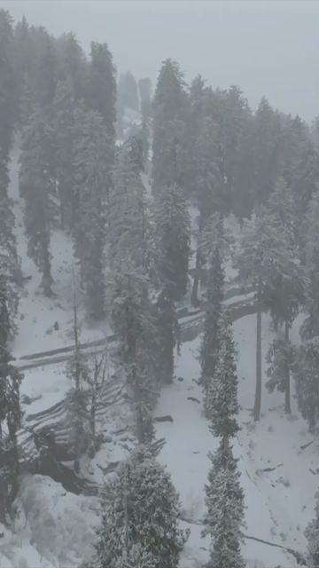 Vertical Aerial View of Snowfall in Pine Forest Manali Himachal Pradesh India
