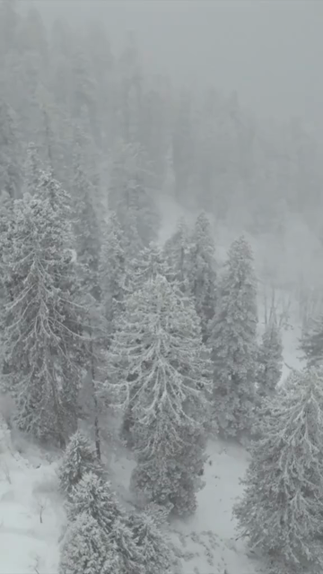 Vertical Aerial View of Snowfall in Pine Forest Manali Himachal Pradesh India