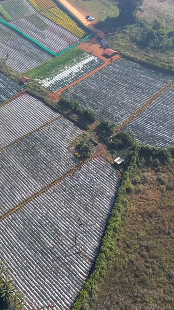 Vertical Aerial View of Strawberry Farm in India