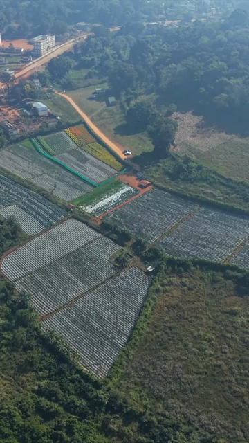 Vertical Aerial View of Strawberry Farm in India