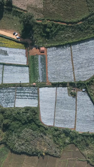 Vertical Aerial View of Strawberry Farm in India