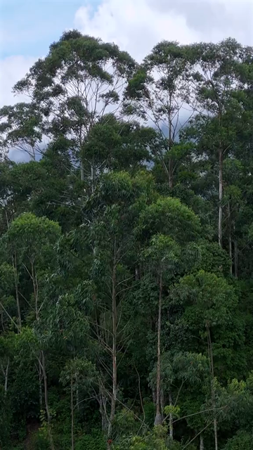 Vertical Aerial View of Top Station Mountain Peak in Munnar Kerala India