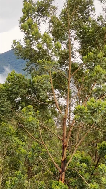 Vertical Aerial View of Top Station Mountain Peak in Munnar Kerala India