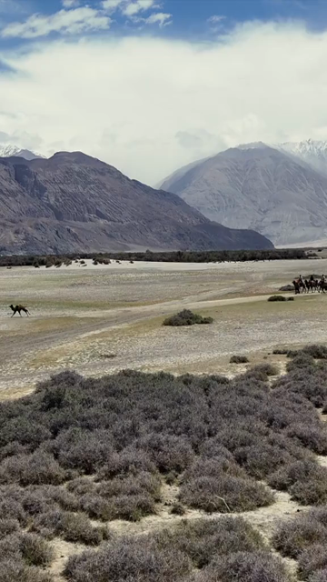 Vertical Aerial View of Tourists Enjoying Camel Ride in Nubra Valley Ladakh India