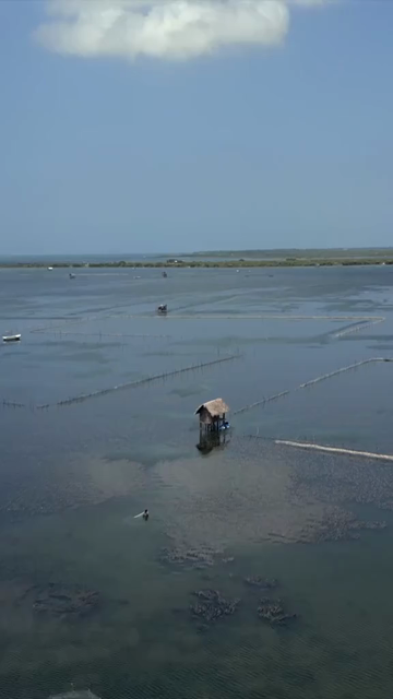 Vertical Aerial View of Traditional Fishing Nets in Jaffna Lagoon Sri Lanka