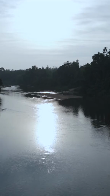 Vertical Aerial View of Tropical River and Dense Forest Sri Lanka