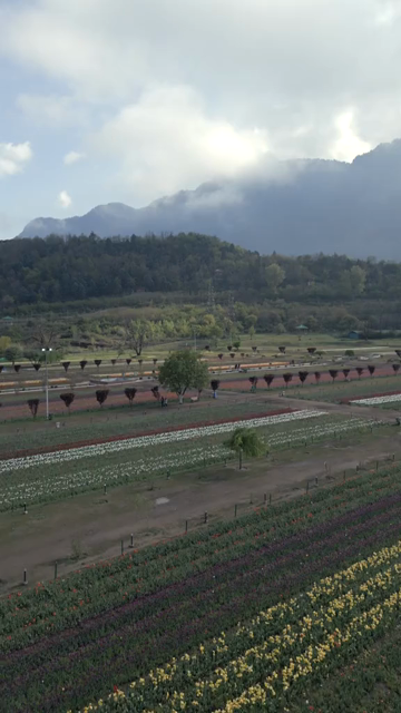 Vertical Aerial View of Tulip Garden in Srinagar Kashmir India