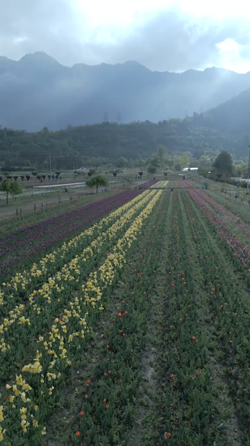 Vertical Aerial View of Tulip Garden in Srinagar Kashmir India