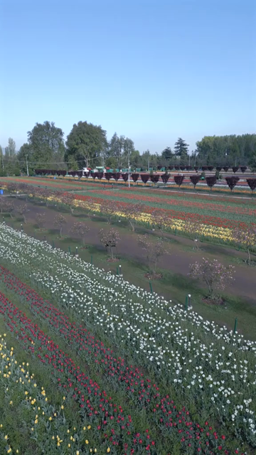 Vertical Aerial View of Tulip Garden in Srinagar Kashmir India