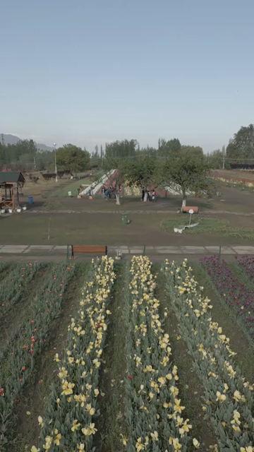 Vertical Aerial View of Tulip Garden in Srinagar Kashmir India
