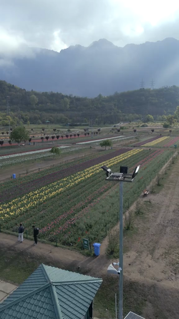Vertical Aerial View of Tulip Garden in Srinagar Kashmir India