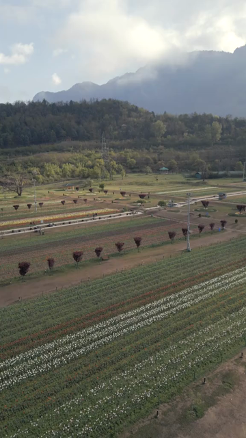 Vertical Aerial View of Tulip Garden in Srinagar Kashmir India