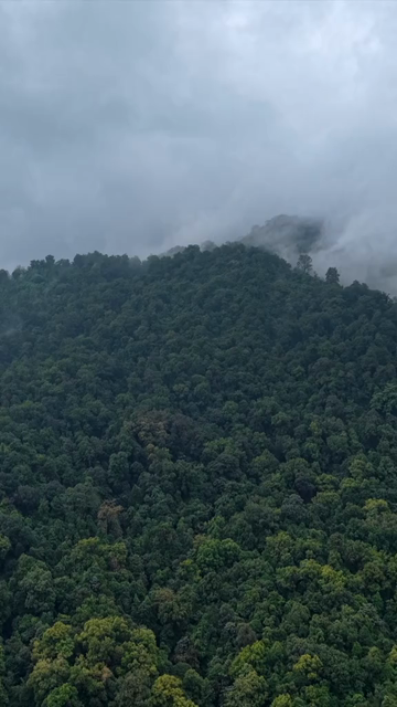 Vertical Aerial View of Sharavathi Valley, River, Misty Forested Mountains Karnataka