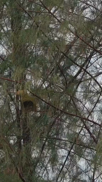 Vertical Close Up of Small Bird Perched Near Nest in Casuarina Tree