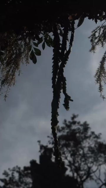 Vertical Nature Shots Featuring Silhouettes of Plants and Trees at Sunset