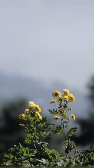 Vertical Nature Shots Featuring Silhouettes of Plants and Trees at Sunset