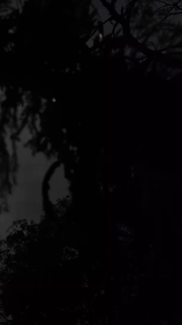 Vertical Nature Shots Featuring Silhouettes of Plants and Trees at Sunset