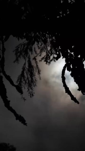Vertical Nature Shots Featuring Silhouettes of Plants and Trees at Sunset