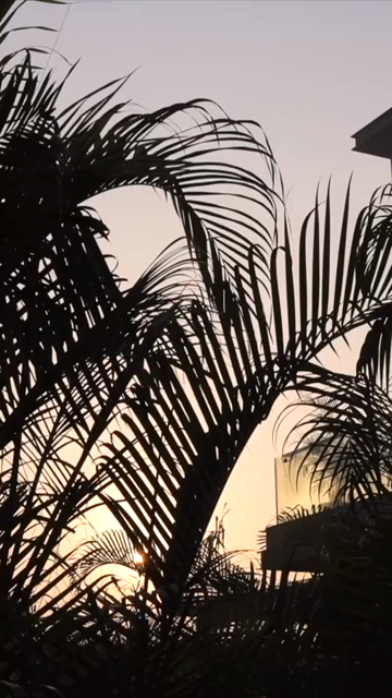 Vertical Nature Shots Featuring Silhouettes of Plants and Trees at Sunset