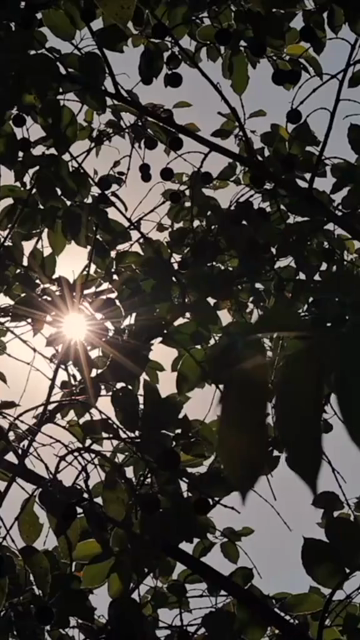 Vertical Nature Shots Featuring Silhouettes of Plants and Trees at Sunset