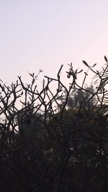 Vertical Nature Shots Featuring Silhouettes of Plants and Trees at Sunset