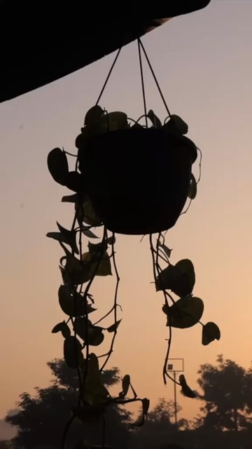 Vertical Nature Shots Featuring Silhouettes of Plants and Trees at Sunset