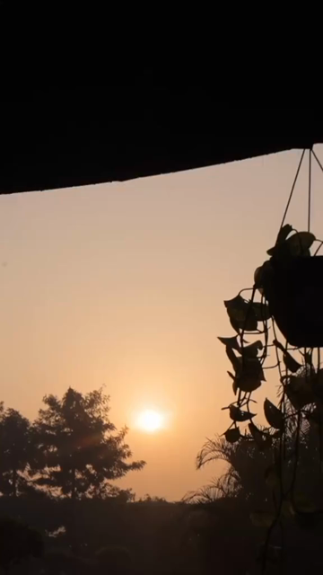 Vertical Nature Shots Featuring Silhouettes of Plants and Trees at Sunset