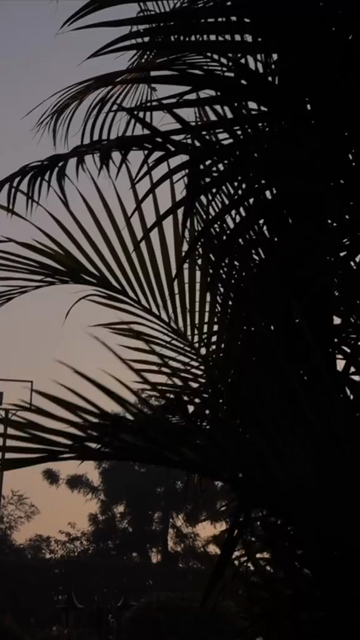 Vertical Nature Shots Featuring Silhouettes of Plants and Trees at Sunset