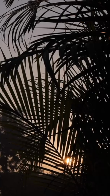 Vertical Nature Shots Featuring Silhouettes of Plants and Trees at Sunset