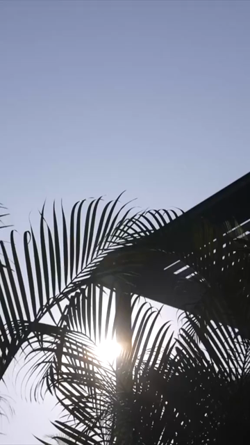 Vertical Nature Shots Featuring Silhouettes of Plants and Trees at Sunset