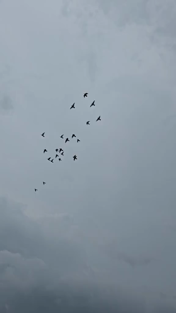 Vertical Shot of Birds Flying Against Cloudy Sky