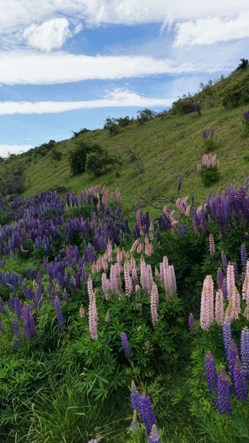 Vertical Shot of Lupin Flowers in New Zealand