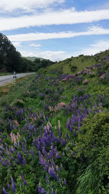 Vertical Shot of Lupin Flowers in New Zealand