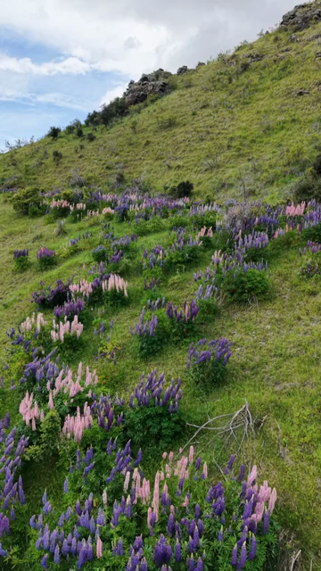 Vertical Shot of Lupin Flowers in New Zealand