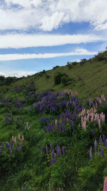 Vertical Shot of Lupin Flowers in New Zealand