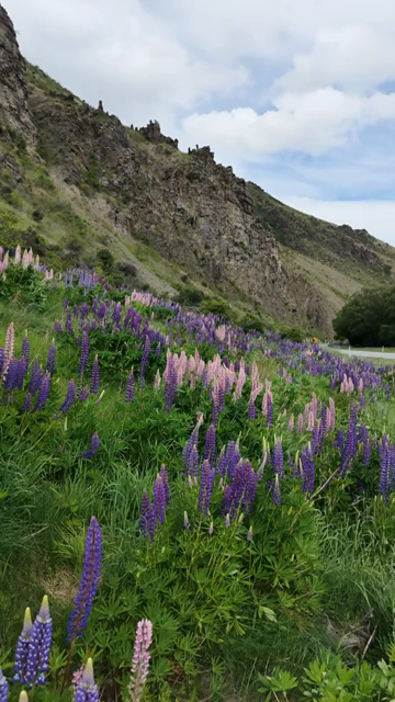 Vertical Shot of Lupin Flowers in New Zealand