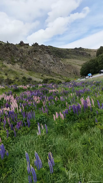 Vertical Shot of Lupin Flowers in New Zealand