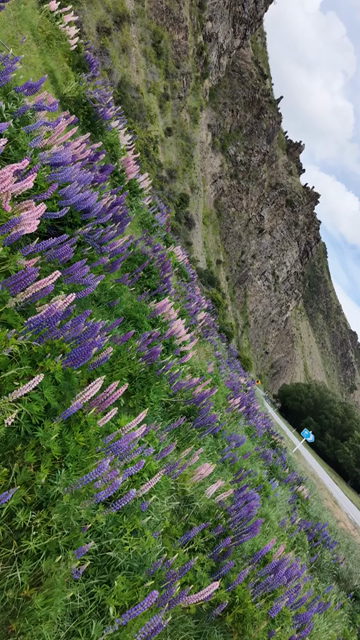 Vertical Shot of Lupin Flowers in New Zealand