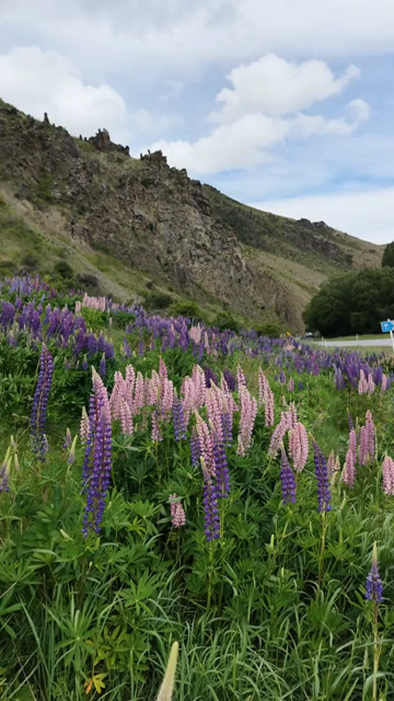 Vertical Shot of Lupin Flowers in New Zealand